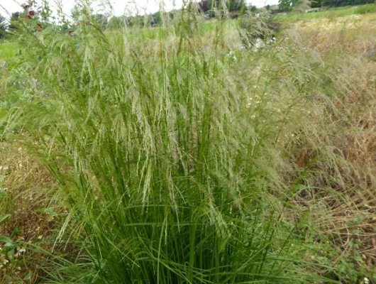 DESCHAMPSIA cespitosa 'Tauträger' - Graminée, Canche Cespiteuse