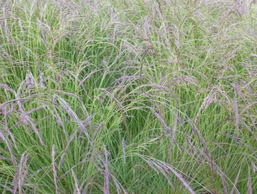 FESTUCA amethystina - Fétuque