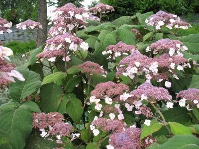 HYDRANGEA aspera 'Macrophylla' - Hortensia