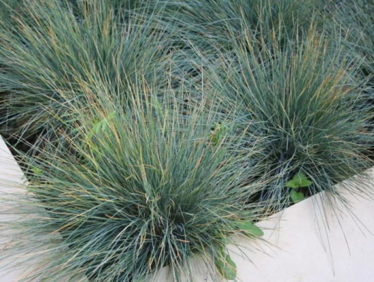 FESTUCA glauca - Fétuque