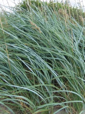 LEYMUS arenarius - Graminée, Blé d'azur