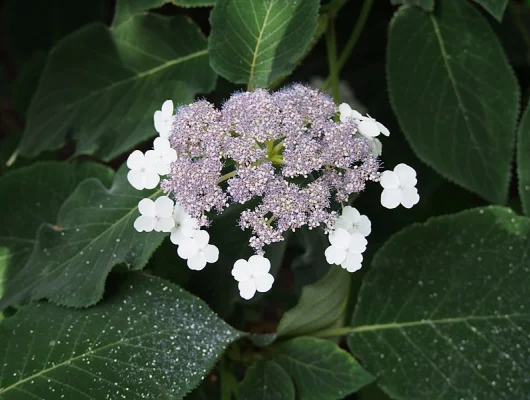 HYDRANGEA aspera 'Sargentiana' - Hortensia à grandes feuilles