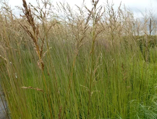 MOLINIA caerulea arundinacea 'Fontäne' - Molinie 'Fontäne'