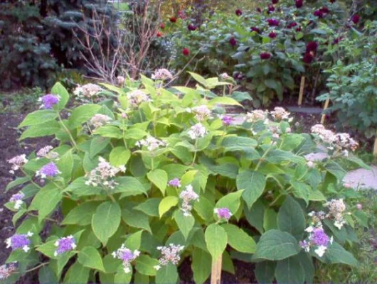 HYDRANGEA involucrata - Hortensia