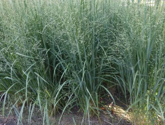 PANICUM virgatum 'Northwind'