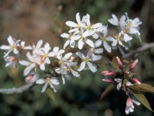 AMELANCHIER arborea - Amélanchier d'Amérique 'Robin Hill'.