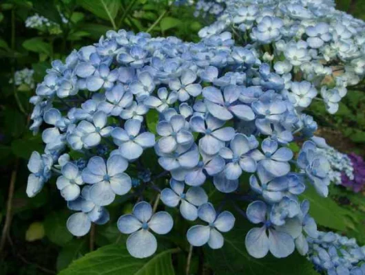 HYDRANGEA macrophylla 'Ayesha' - Hortensia