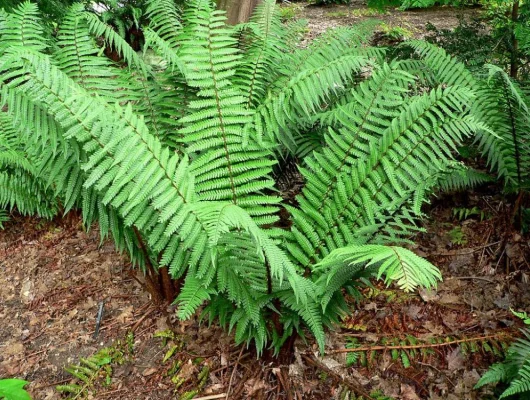 DRYOPTERIS wallichiana - Fougère à écailles dorées