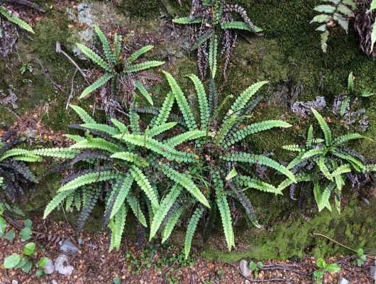 BLECHNUM penna-marina - Fougère