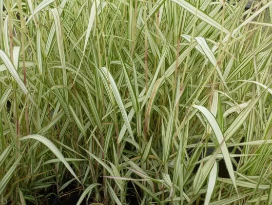 PHALARIS arundinacea 'Feesey' - Ruban de Vierge