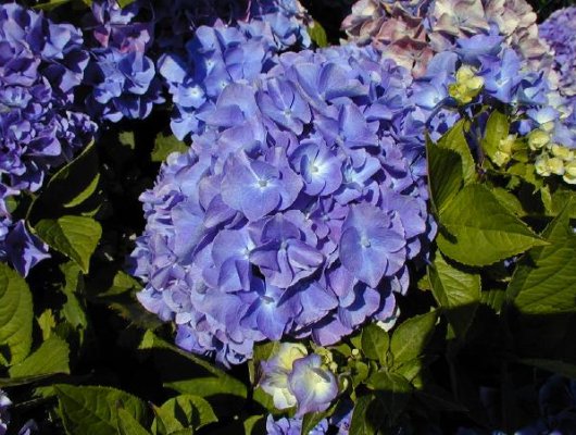 HYDRANGEA macrophylla 'Benelux' - Hortensia à fleurs bleu cobalt 'Benelux'