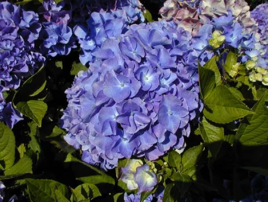 HYDRANGEA macrophylla 'Benelux' - Hortensia