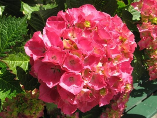 HYDRANGEA macrophylla 'Etincelant' - Hortensia à grosses fleurs rose 'Etincelant'
