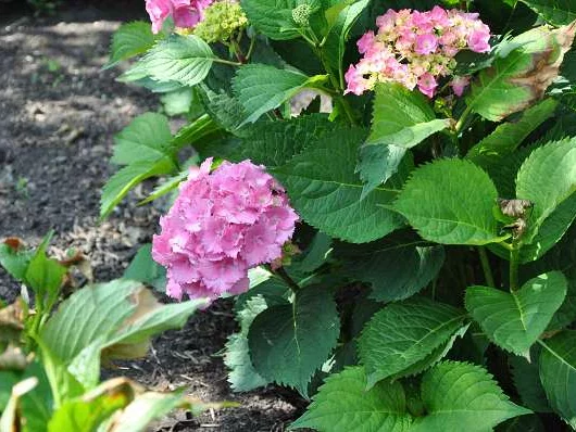 HYDRANGEA macrophylla 'Hambourg' - Hortensia