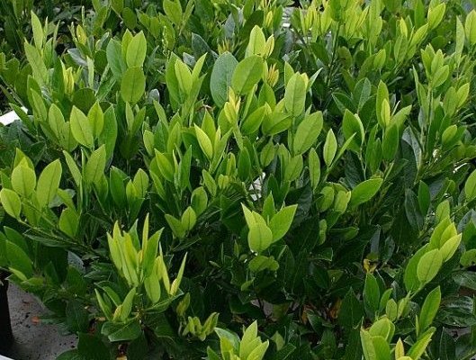 PRUNUS laurocerasus 'Mano' - Plantes de haie, Laurier palme