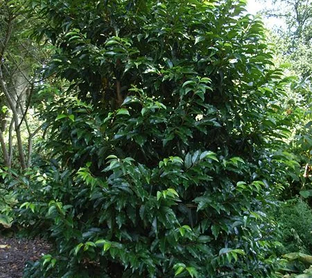 PRUNUS lusitanica 'Angustifolia' - Laurier du Portugal