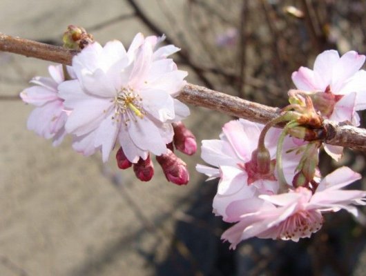 PRUNUS subhirtella 'Autumnalis Rosea' - Cerisier à fleurs