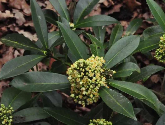 SKIMMIA confusa 'Kew Green'