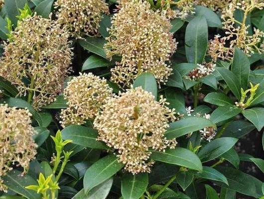 SKIMMIA japonica 'Silvettra'