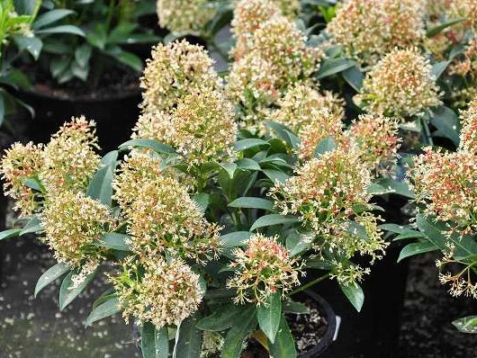 SKIMMIA japonica 'Godrie's Dwarf'