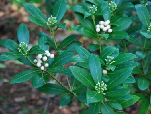 SKIMMIA japonica 'Kew White'