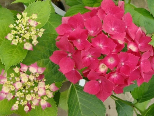 HYDRANGEA macrophylla 'Leuchtfeuer' - Hortensia