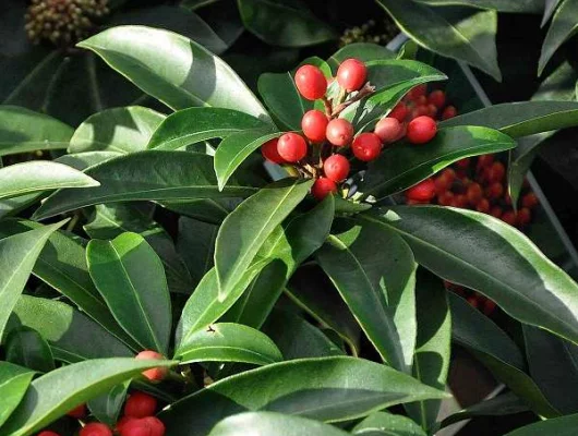 SKIMMIA japonica 'Reevesiana'