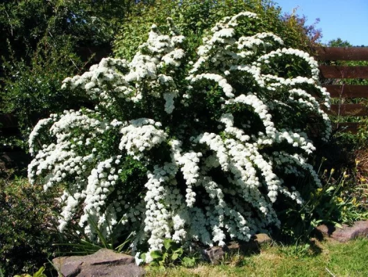 SPIRAEA cinerea 'Graciosa' - Spirée arguta 'Graciosa'