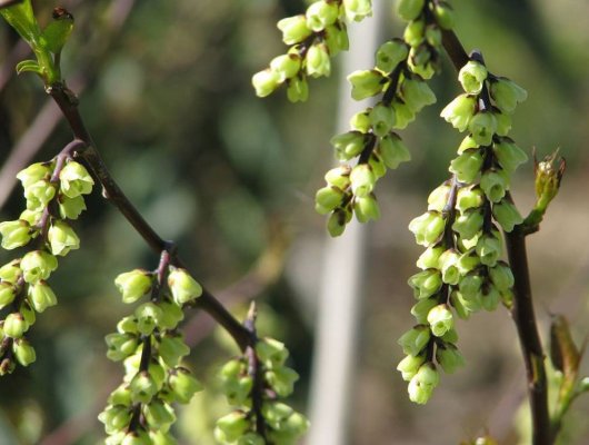 STACHYURUS praecox - Arbuste à floraison hivernal