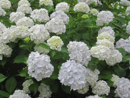 HYDRANGEA macrophylla 'Mme Emile Mouillère' - Hortensia