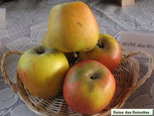 POMMIER 'Reine des Reinettes' Palmette simple U - Arbre fruitier palmette