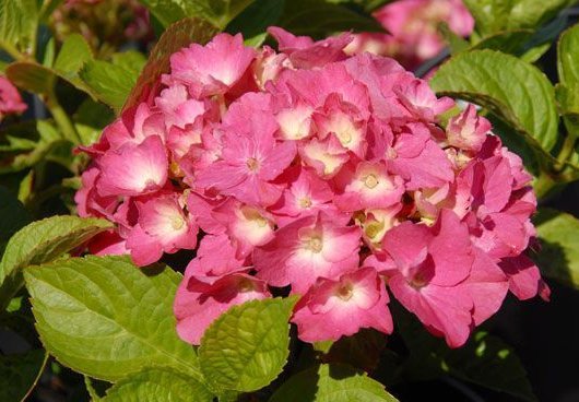HYDRANGEA macrophylla 'Rosita' - Hortensia à grosses fleurs roses 'Rosita'