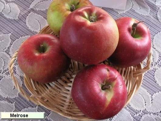 POMMIER 'Melrose' Palmette simple U - Arbre fruitier palmettte