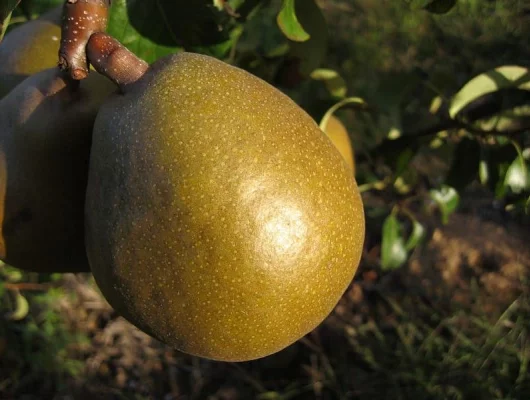 POIRIER 'Williams Bon Chrétien' Palmette simple U - Arbre fruitier palmette