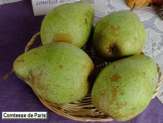 POIRIER 'Comtesse de Paris' Palmette simple U - Arbre fruitier pamette