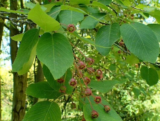 AMELANCHIER laevis - Amélanchier lisse