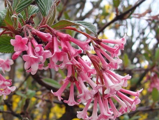 VIBURNUM bodnantense 'Charles Lamont' - Viorne d'hiver 'Charles Lamont'