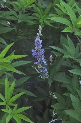 VITEX agnus-castus 'Latifolia' - Gatillier, Arbre au poivre