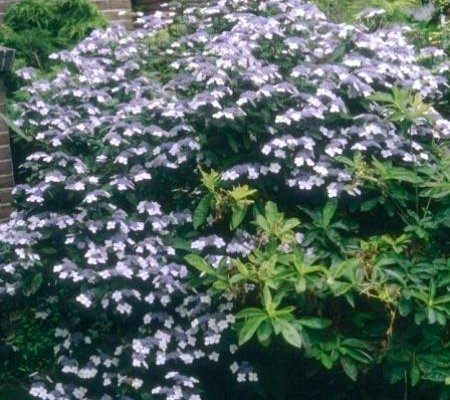 HYDRANGEA macrophylla 'Mariesii Perfecta' - Hortensia