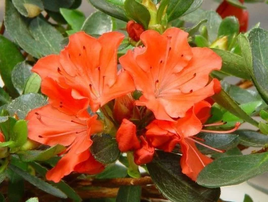 AZALEE japonaise 'Orange' - Azalée du Japon 'Orange'
