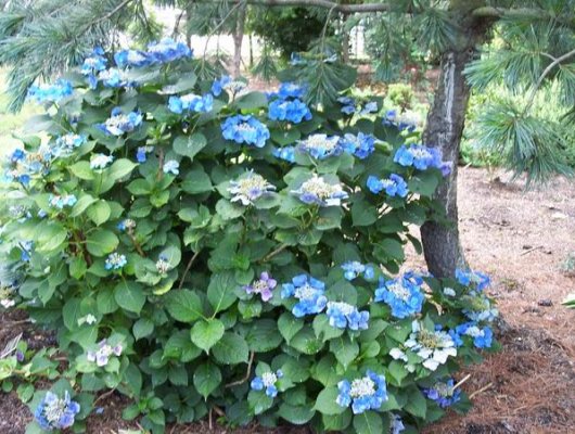 HYDRANGEA macrophylla 'Blue Tilt' - Hortensia à fleurs bleues 'Blue Tilt'