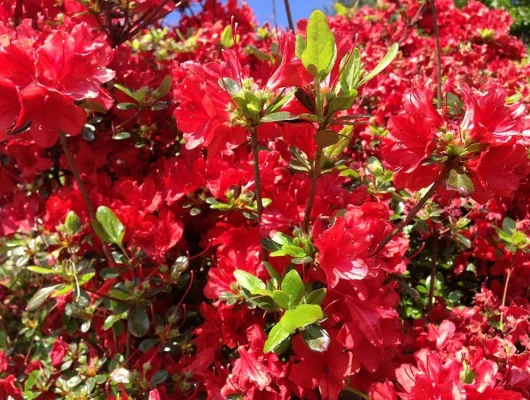 AZALEE japonaise 'Rouge' - Azalée du Japon 'Rouge'