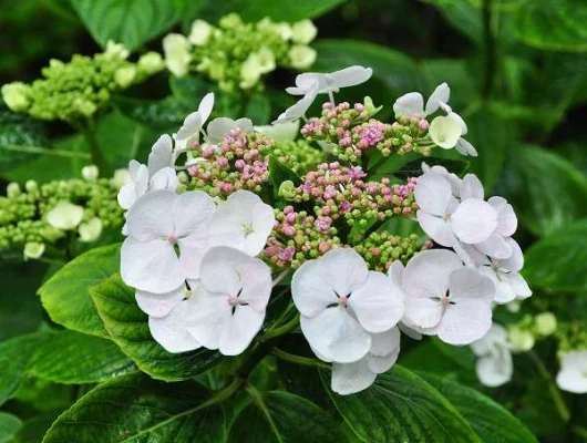 HYDRANGEA macrophylla 'Libelle' - Hortensia