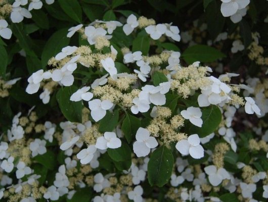 HYDRANGEA macrophylla 'White wave' - Hortensia