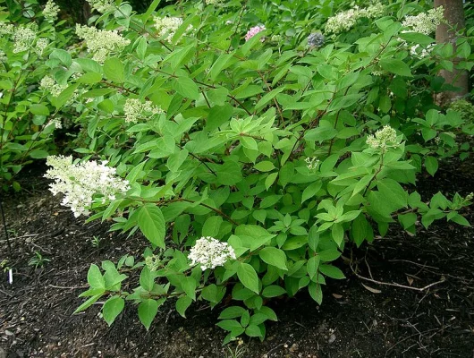 HYDRANGEA paniculata 'Grandiflora' - Hortensia paniculé