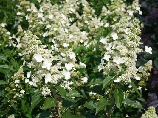 HYDRANGEA paniculata 'Kyushu' - Hortensia paniculé