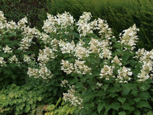 HYDRANGEA paniculata 'White Lady' - Hortensia paniculé
