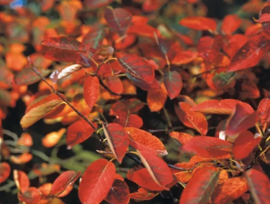 AMELANCHIER lamarckii 'Canadensis' - Amélanchier du canada