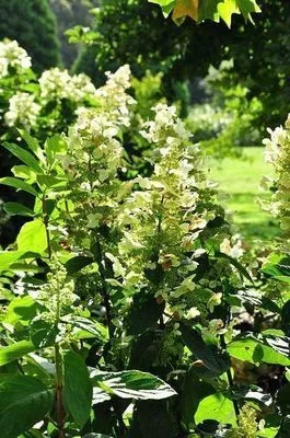 HYDRANGEA paniculata 'Tardiva' - Hortensia paniculé