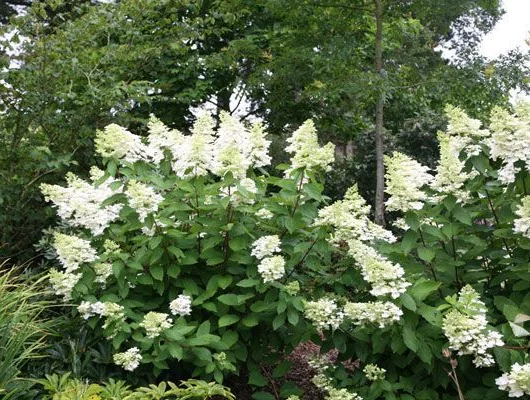 HYDRANGEA paniculata 'Unique' - Hortensia paniculé